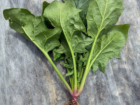 生でも美味しいほうれん草！ 栽培期間中 農薬 化学肥料 動物性堆肥不使用 1kg（小分け4パック）