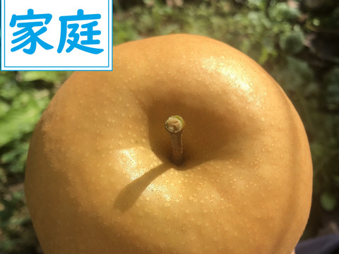 【650g×5玉】【家庭用】梨の王様「新高梨」食べ応え抜群！