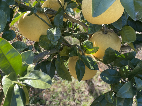 冬の贅沢「紅まどか」約3kg（家庭用）