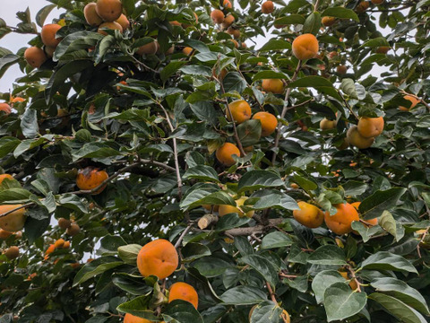 渋柿 平核無柿5.5kg：長野県産の平核無柿｜食べチョク｜産地直送(産直