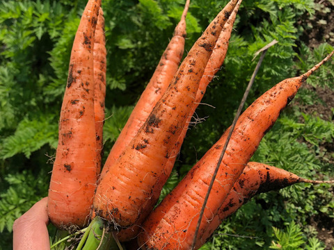 富士山の麓で栽培しているため、葉っぱつきは霜が降りるまでの期間限定】すっきりした甘さで、シンプルな料理でとても美味しい人参！自然栽培　黒田五寸人参3kg 葉っぱつき！