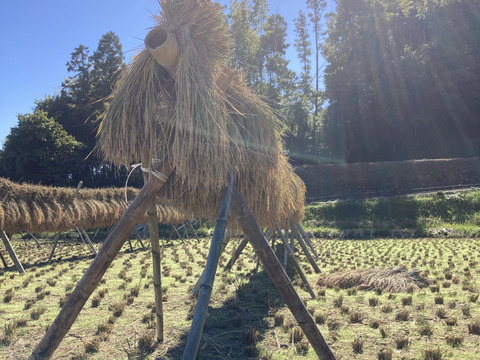 昔ながらのかけ干し米！自然栽培・天日干し玄米5kg