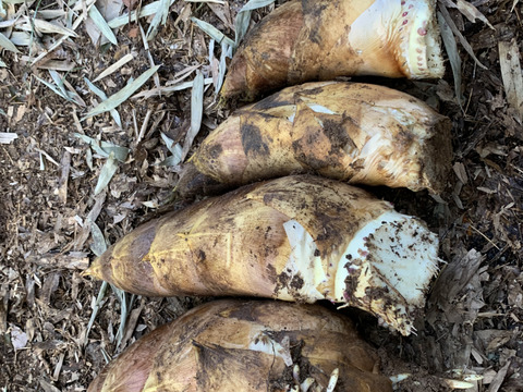 朝採りタケノコはいかがでしょうか？2kg