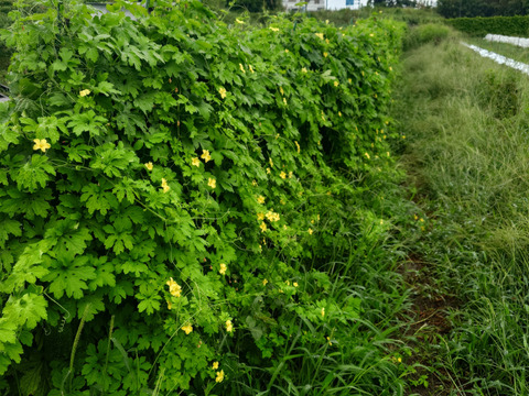『在来種ゴーヤ自然栽培』【農薬完全不使用 完全無肥料栽培 】！淡路島産〙【1キロ】自然農法