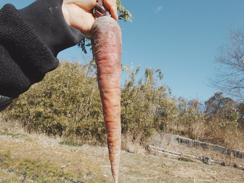 自然栽培　農薬不使用　無肥料　固定種  超希少　人参　パープルドラゴンと黒田五寸人参の食べ比べ2キロ　農園からほりたて土付き直接　にんじん
