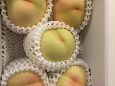 【クール便】(訳あり品)岡山白桃　1.4kg