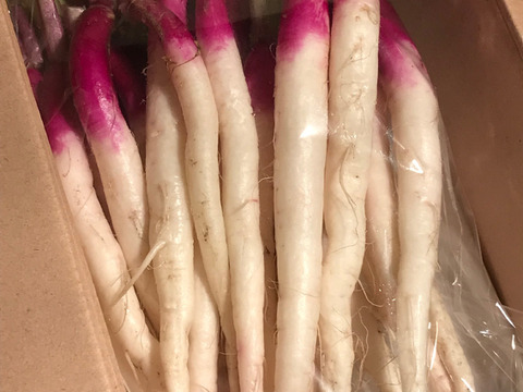 日野菜かぶ　すらっと美しいかぶ　60サイズ（約1.2kg）
