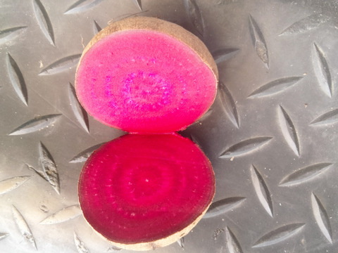 長崎県産ソーレビーツ1.5kg