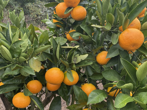 大人気！ゆら早生みかん　(ご家庭用・5kg)