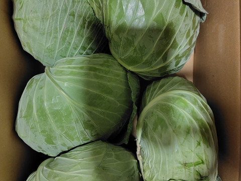 ボリュームたっぷり大玉キャベツ！　５～６玉入り　約１０㎏