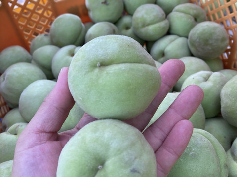 福島県産　摘果桃 福島県産 摘果桃（中）10キロ：福島県産のその他桃｜食べチョク