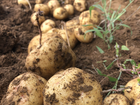 ※数量限定【農薬・化学肥料不使用栽培】農園おまかせ　旬の野菜セット