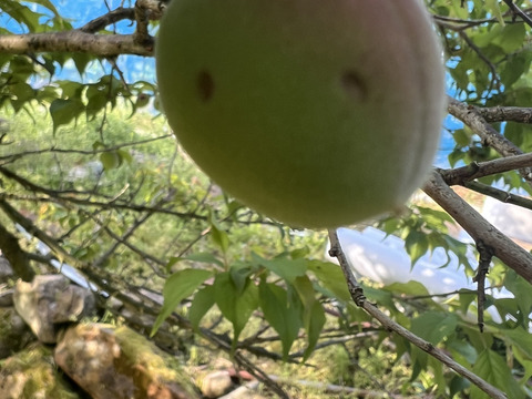 期間限定！！キズあり混合
本場紀州産！南高梅5kg青梅
梅酒・梅ジュース用