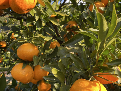 【お買い得】ジューシーかつ濃厚なはるみ（約10kg）訳あり品