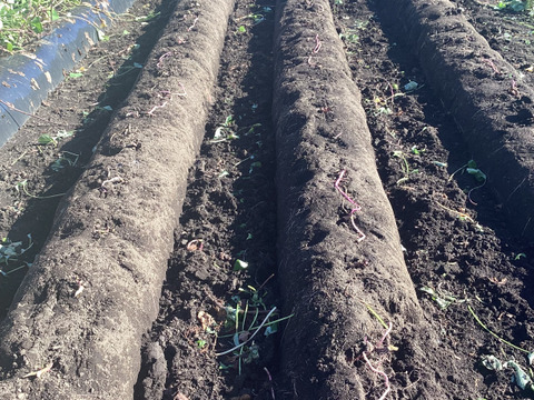 とろける！蒸し蜜芋  冷凍 1.5kg シルクスイート