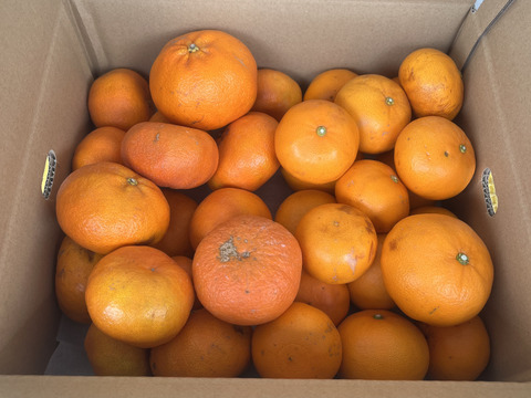 訳あり せとか＆甘平5kgセット