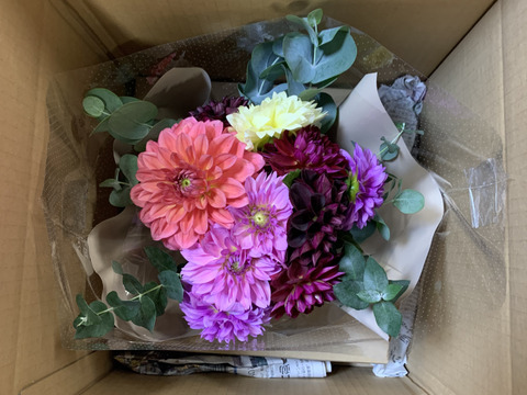 日光園藝おすすめダリアと花瓶のセット
(ラッピングの色ピンクベージュ)