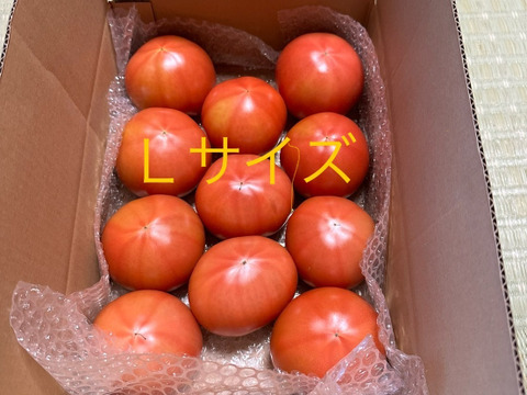 昔ながらのトマト🍅80サイズ箱詰め(Ｌ玉)