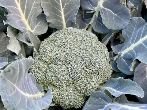 朝採り旬野菜セット（８０サイズ）