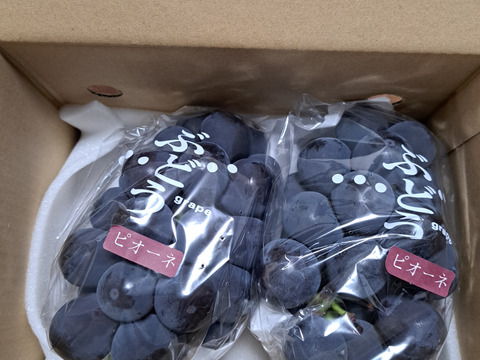 王道黒！ピオーネ1kg(2房)