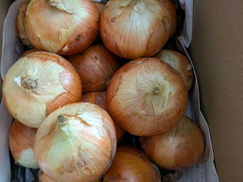 甘くみずみずしい ❣❣ 九十九里産 新玉ねぎ 4Kg (除草剤不使用）送料