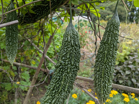ゴーヤ🌿3本セット☆農薬、化学肥料、除草剤等不使用☆