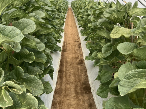 茨城県産 アールスメロン 2玉【特秀】