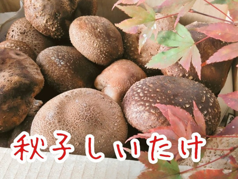 旬をお届け！原木育ちの秋子しいたけ