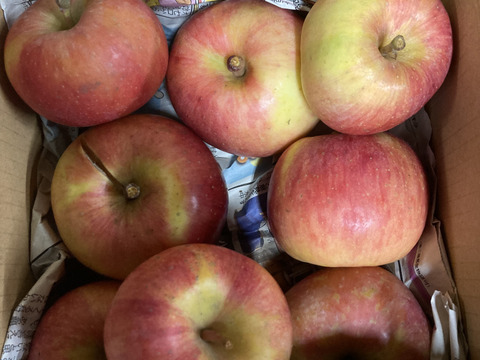 農薬散布3回のみ！超農薬削減栽培こうとく　蜜入チェック済！箱込約1.5キロ6-10個位！　奇跡のりんご