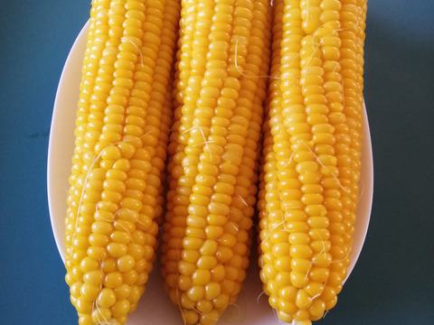 鮮度バツグン【朝採り】千葉県産とうもろこし
【味甘ちゃん】🉐2Lサイズ13本でお届け🉐当日発送