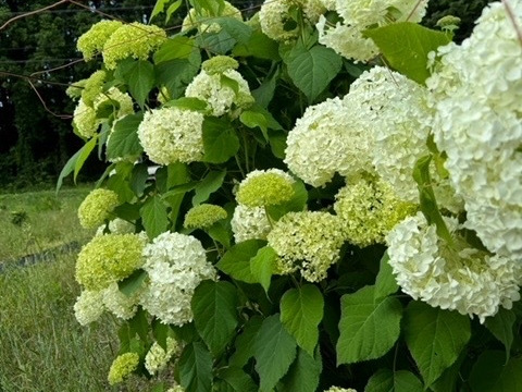 【癒しのお花】アナベル　5本　(30〜50cm)