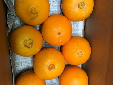 （三ヶ日）ネーブルオレンジ約3.5㎏（10玉～12玉）