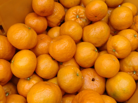 【訳あり】ちびサイズ「ポンカン」‼️5kg(箱込み)