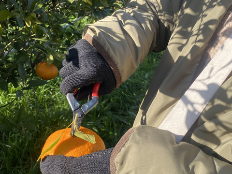 【規格外】【加工用】暴れん坊の甘平、見た目は荒れても味は嘘をつかない  加工にするなら、シッカリ酸味の残ったこの時期限定！タップリお得🉐