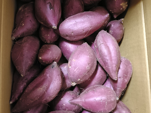 セール中！【新芋】シルクスイート　丸Sサイズ　5kg さつまいも