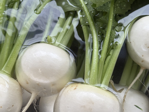 春限定｜梨みたいな甘さの安曇野サラダカブ・ラティーナ 1kg（葉付き5～８玉）