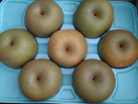 シャキっと！爽やかでみずみずしい幸水梨（2kg）規格外