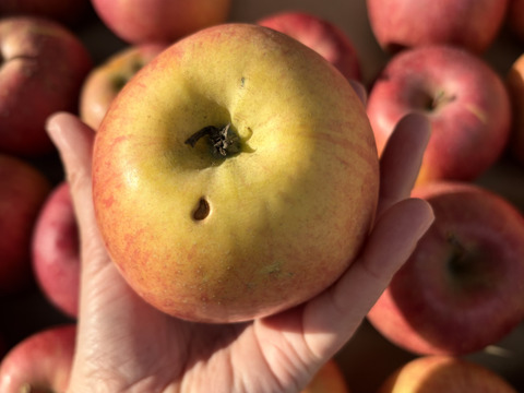 青玉 加工用 大訳あり サンふじ 5キロ箱