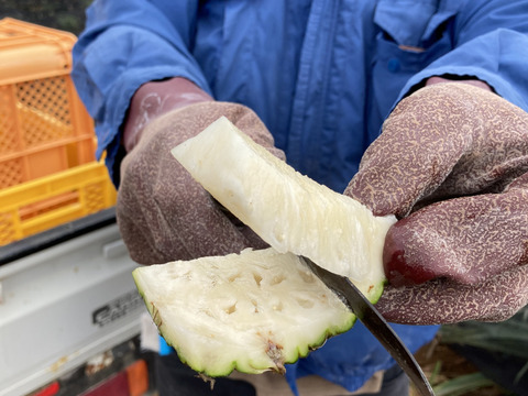 【石垣島直送】桃のように香る ピーチパイン 2.5kg（3〜4玉）｜前花パイン農園　（沖縄県石垣島産パイナップル）