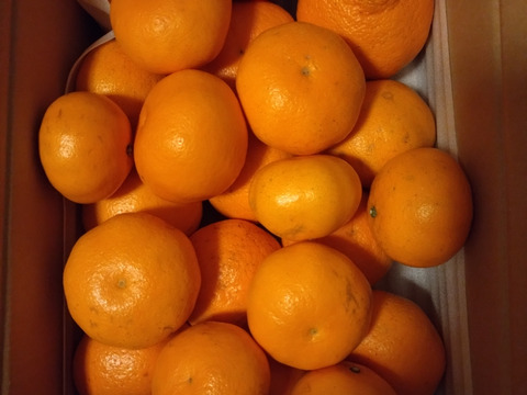 じゅ～し～ハルミ（大玉ミックス）５K箱