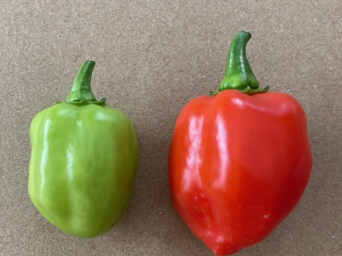 ハバネロ　200g （20～25個）神戸市北区産　激辛国産赤ハバネロ