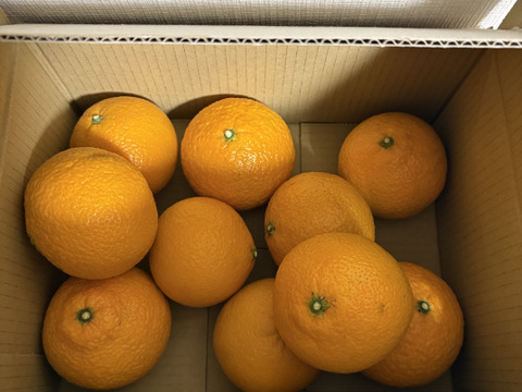 スイートスプリング小玉2kg食べ切りサイズ　格安！！