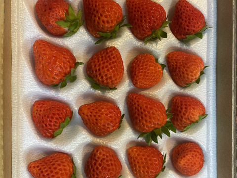 【軽井沢高原・夏秋いちご・化学農薬を限界まで抑えたこだわりの当園独自農法】★数量限定・お買い得商品★ご自宅・プロ用★夏・秋が旬の夏秋いちご複数品種食べ比べ（無選別４００ｇ：計２シート）