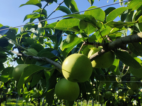 ＜ご家庭用＞『なつしずく』爽やかな香と味　２㎏以上