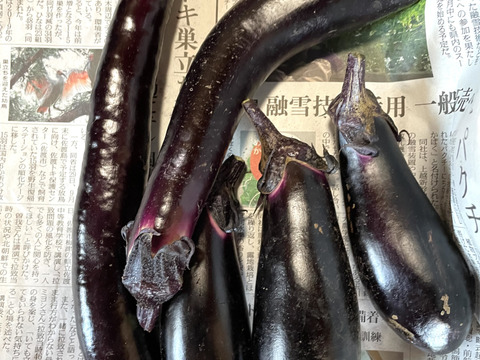 【秋のカボチャセット】農薬不使用で育てたどっしりかぼちゃ5個以上と採れたて季節の野菜盛りセット　 農薬不使用栽培で丁寧に育てました。