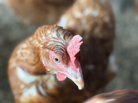 【再販！大寒卵】無病息災・金運上昇の縁起物・平飼い養鶏卵『Bon-TAMA』M~Lサイズ（30個入り）