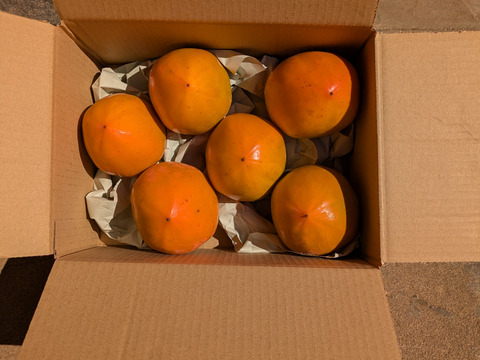 お試し　干し柿用　蜂屋柿