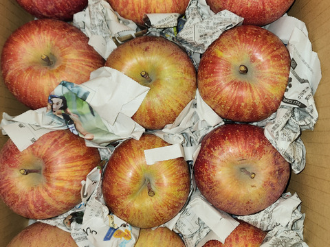 まるせい果樹園のサンふじ　訳あり　自家用　家庭用　6キロ　rf8