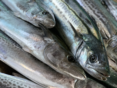 旨さの暴力★活〆鰆のひもの