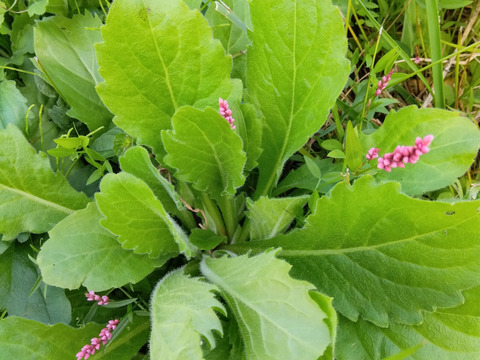 自然栽培の栗1.5キロと食べて美味しい野草3種のセット⭐オマケ付き⭐⭐️⭐️⭐️⭐️